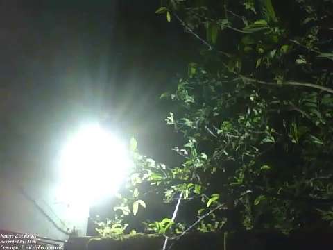 Spotlight reflector illuminates the count's fruit tree, while a little rain keep falling [Nature & A