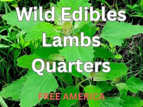 Wild Edible: Lambs Quarters Harvest & Cook
