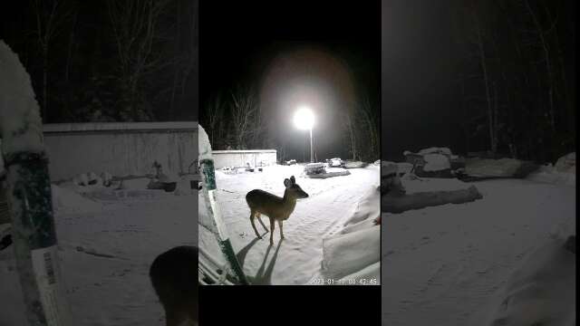 Deer Visits My Driveway and Gets Captured on My Wyze Video Doorbell