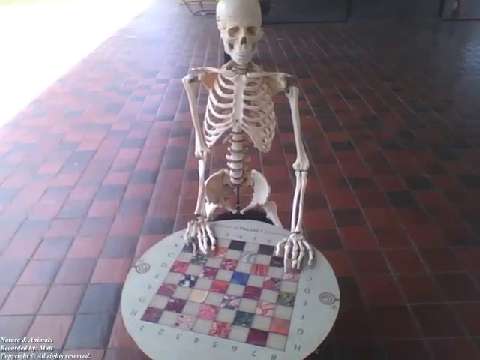 Skeleton standing with his hands in checkers at the science museum [Nature & Animals]