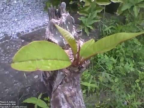 Tree that has been cut down and looks old, still has the strength to sprout a new life [Nature & Ani