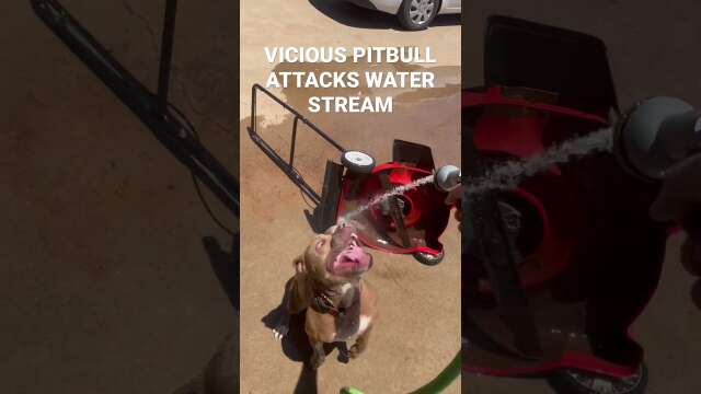VICIOUS PITBULL ATTACKS WATER STREAM #shorts #pitbull #lawnmower