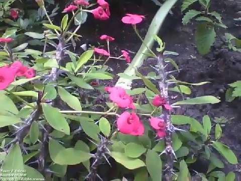 Crown of thorns, show all flowers and thorns in the garden [Nature & Animals]