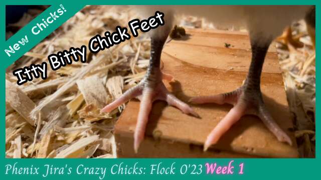 Baby Chick Update Week 1