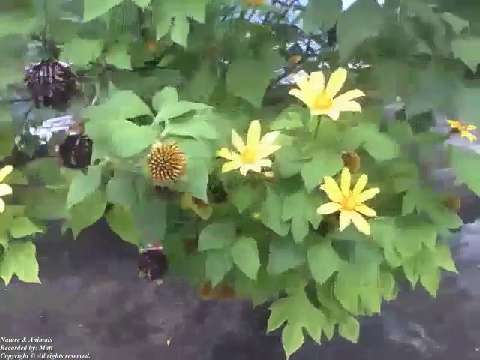 Beautiful sunflower plant, some flowers are still closed due to winter [Nature & Animals]