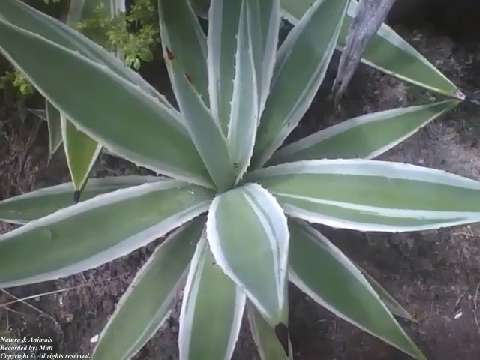 The agave plant has its beauty, but it also has thorns that pierce [Nature & Animals]