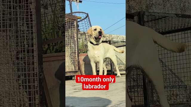 only 10month old labrador #puppy #dog #youtube #fluffypuppies #cutepuppy #doggies #dogbreed
