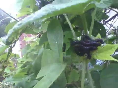 Black caterpillars on passion fruit leaves near the forest, one on top of the other [Nature & Animal