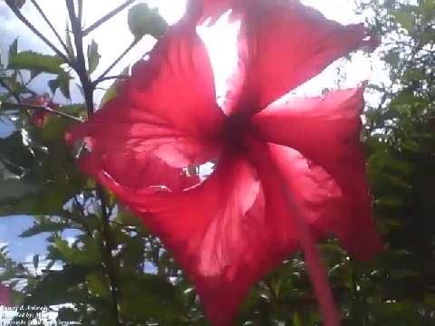 Red hibiscus flower and the sun [Nature & Animal