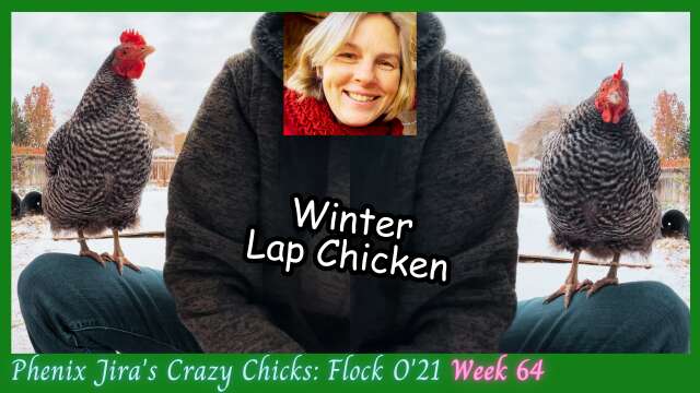 Winter Lap Chicken