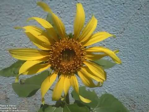 Sunflower alone, filmed in a small garden next to a building [Nature & Animals]