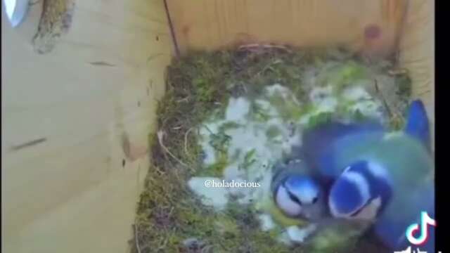 Bird Intruder Tries To Mate With Her But The Husband Comes Home