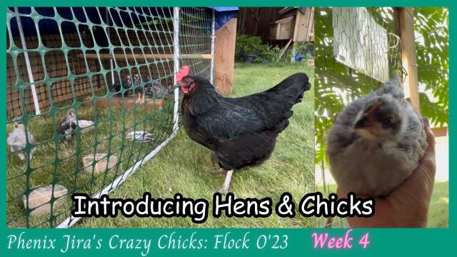 Introducing Hens to Chicks