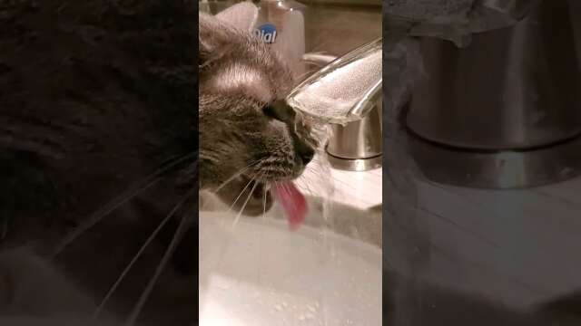 Cat Runs To Faucet For This? #cats #water #animals #pets #funny #catvideos #funnyanimals #shorts