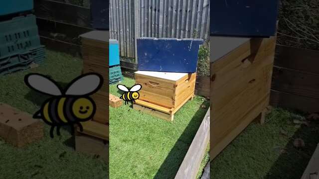 Bees Getting A New Home