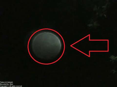 Strange phenomenon caught by the camera on a drizzly night, its not the moon... [Nature & Animals]