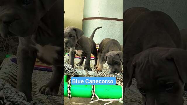 import line Canecorso puppies 🔵 blue colour avbl contact owner 7206713825 #puppyvideos #youtube