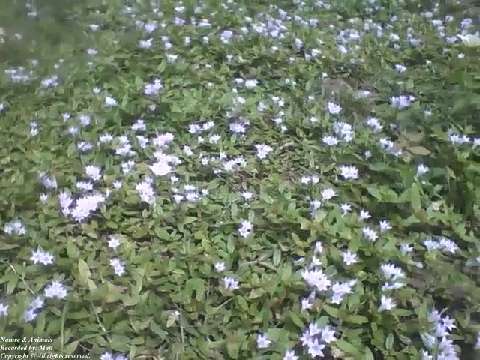 Little flowers in the grass, they are beautiful, they look magical [Nature & Animals]