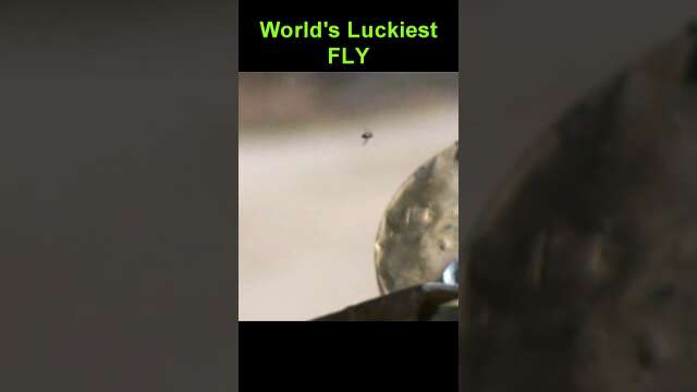World's Luckiest Fly #firearms #slomo