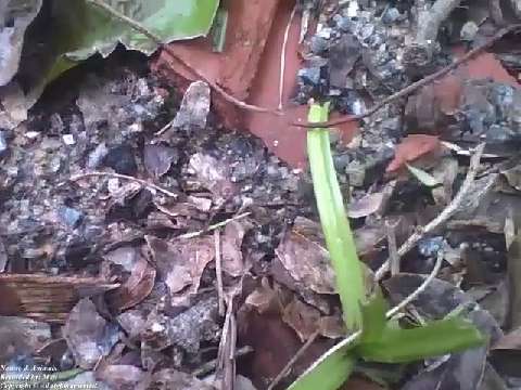 Leafcutter ant carrying a green leaf, passing by sticks, rocks and obstacles in winter [Nature & Ani