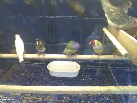 Lots of cute birds in the pet store, which one is most prettier... [Nature & Animals]