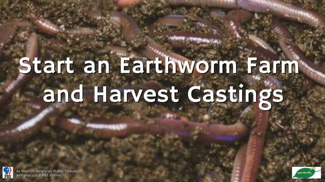 Start an Earthworm Farm and Harvest Castings