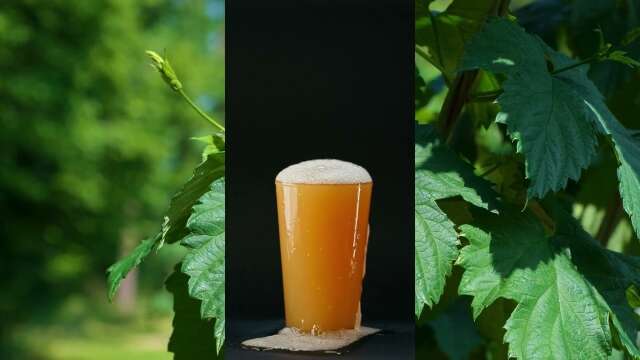 Why you use different kinds of hops