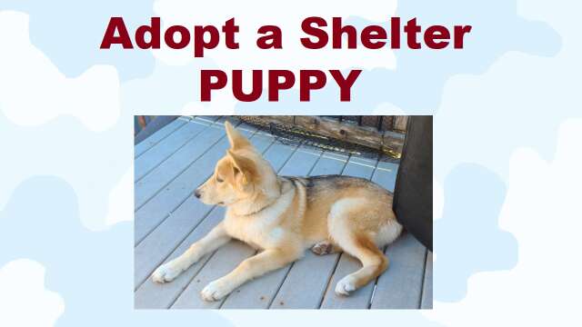 S3E20 Adopt a Shelter Puppy