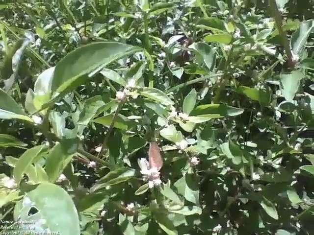 Butterfly walks among the leaves and plants during the afternoon sun [Nature & Animals]