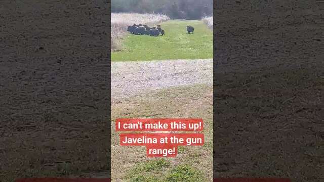 I can't make this up! Javelina at the gun range!