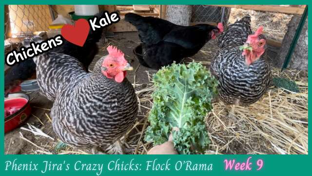 My Chickens Love Kale and Cuddles