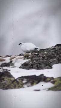 Alpenhuhn AVA-INFO