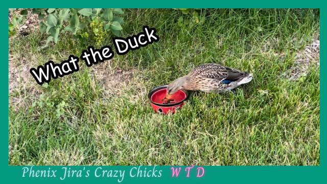 What the Duck is in My Yard