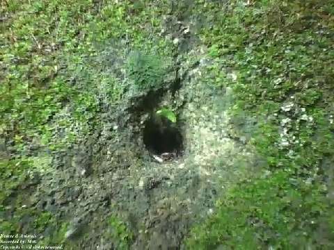 Ants coming and going through the hole in the wall at night, some bring food [Nature & Animals]