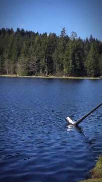 Alphorn AVA-INFO