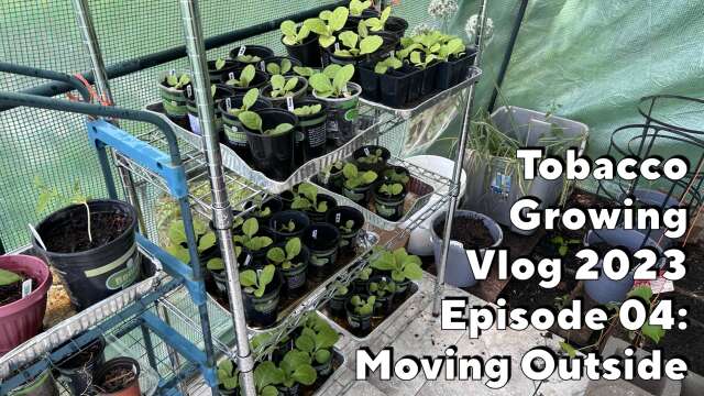 Tobacco Growing Vlog 2023 #4 -Moving Outside