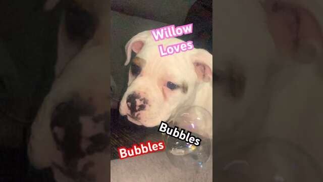 Willow's Playful Moments in Slow Motion | Bulldog Puppy Fun!
