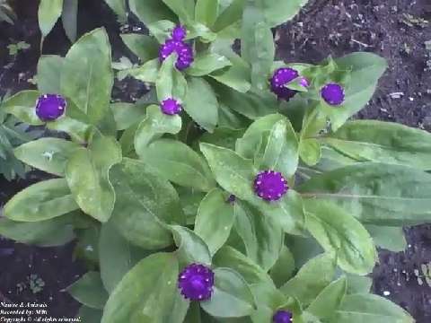 A small globe amaranth garden, they are very beautiful flowers!  [Nature & Animals]