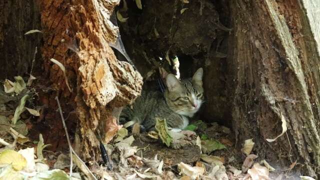 Funny Cat Hides in a Hollow Tree Trunk