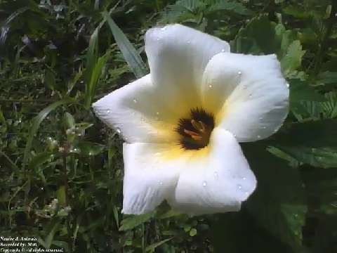 Pretty flower sida sp, recorded from the side near of the grass, it has raindrops [Nature & Animals]