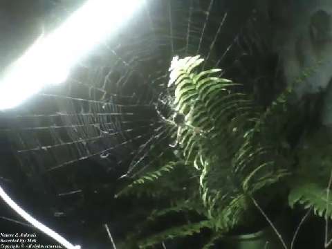 Filming a spider garden and its webs with a flashlight during the night [Nature & Animals]