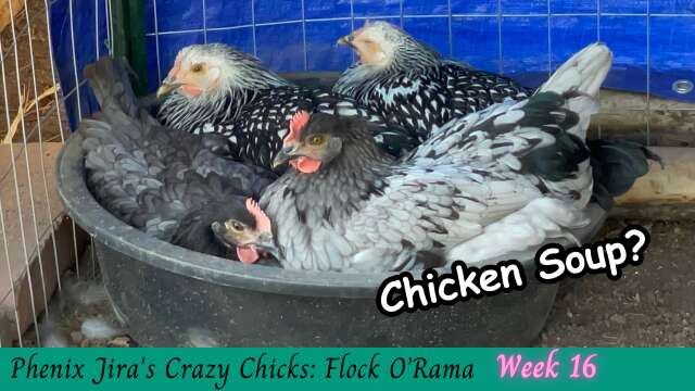 Blue Gem Chickens at 16 Weeks