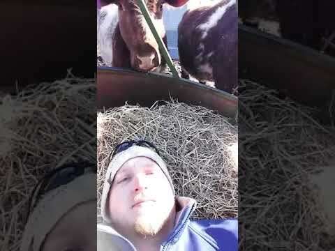 Living with Cows in Nebraska | How To Farm #shorts #farmlife