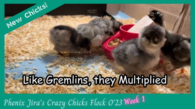 Chicken Math | Gremlin Time