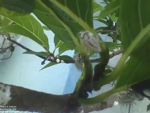 Mealybugs, treehopper and ants in the branch of tree next to leaves [Nature & Animals]