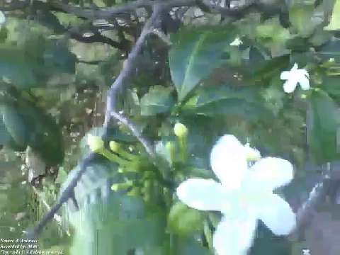 Look that beautiful jasmine white flower, the tree have lot of flowers! [Nature & Animals]