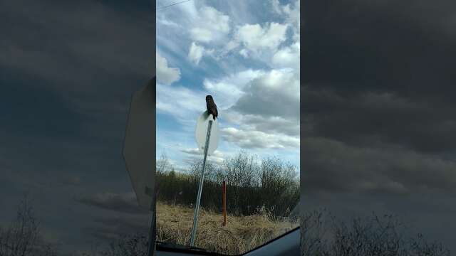 Owl chilling on a stop sign.