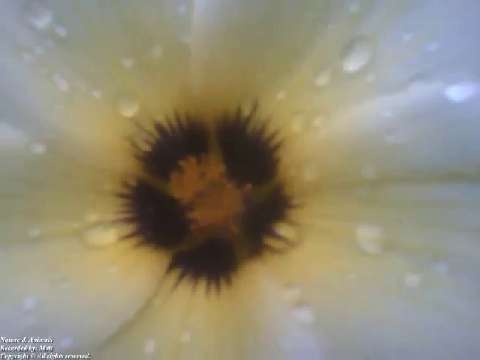 Sida sp flower is filmed very close in the morning, you can see the raindrops on it [Nature & Animal