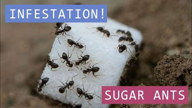 Vacation Rental Sugar Ant INFESTATION Complaint
