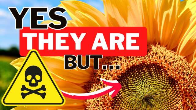 Are Sunflower Plants Toxic In The Garden?!